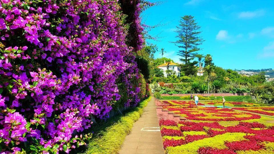 Madeira Botanical Garden: Complete Visitor Guide to One of Funchal's Top Attractions