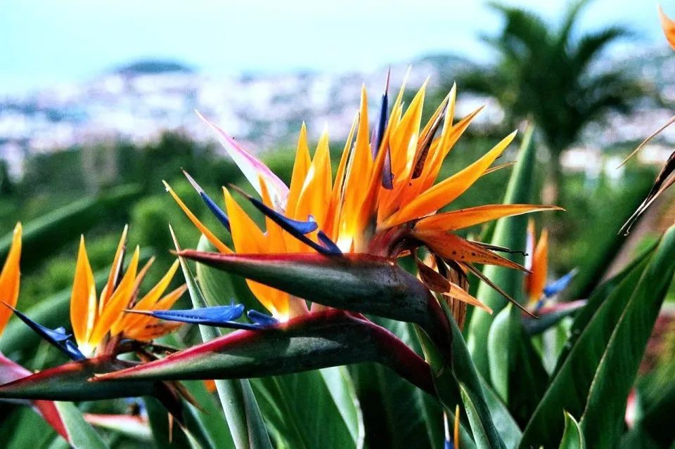 Close-up of bird-of-paradise flowers with a palm and a hillside city blurred in the background