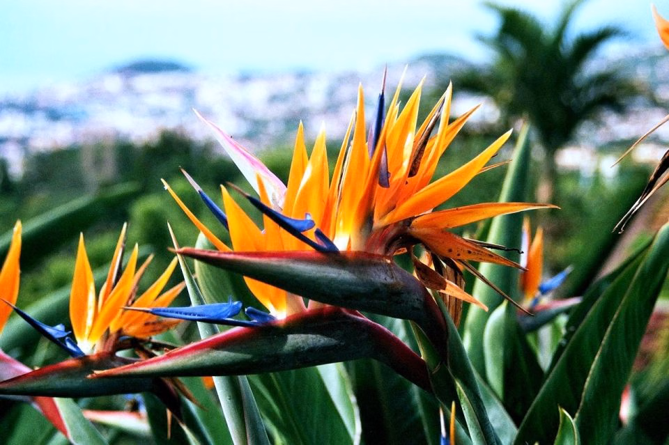 Exotic plants at Botanical Garden Madeira